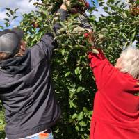 Apple Picking young and old